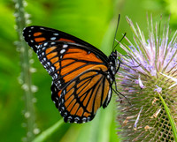 Butterflies and More