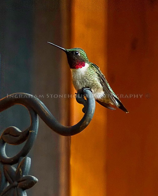 Ingraham Stonehouse Photography | Birds | Eastern Ruby Throated Hummingbird