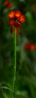 Orange Paint brush