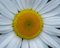 Daisy center