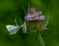 Cabbage Butterflies