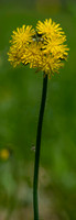 Yellow Paint brush