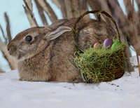 Peter Cottontail with basket