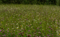 Wild flowers the big one