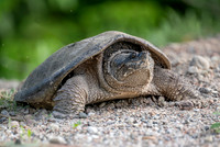Snapping Turtle laying eggs