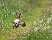 Peter Cottontail on the trail