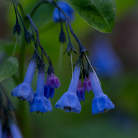 Blue Bells 2
