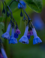 Blue Bells 1