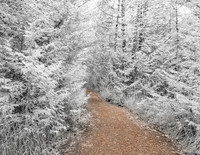 infrared nelson swamp