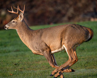 8 Point Buck, Pittsfield NY
