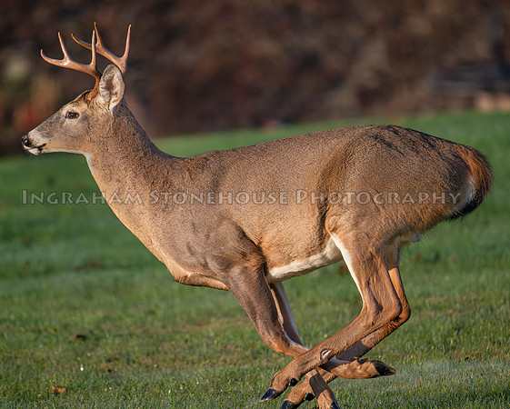 8 Point Buck, Pittsfield NY