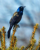 Birds