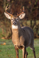 8 point Buck White Tail