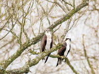 MARCH, Ospreys of Lake Moraine