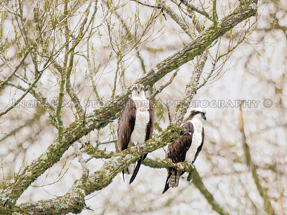 MARCH, Ospreys of Lake Moraine