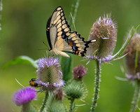 Giant Swallow tail