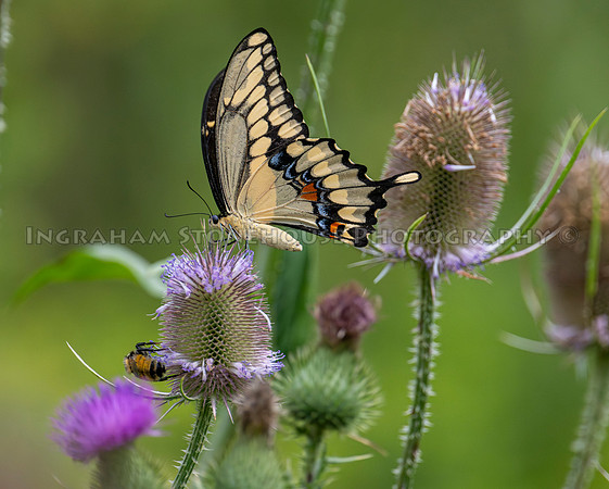 Giant Swallow tail