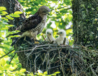 June Broad winged Hawk
