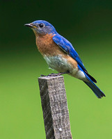Birds