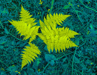 Fern Infrared