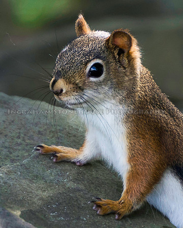 Red Squirrel