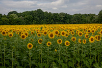 Sun flower field 1